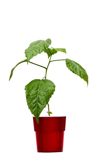 Chiński różowy hibiskus w czerwonym garnku na białym tle