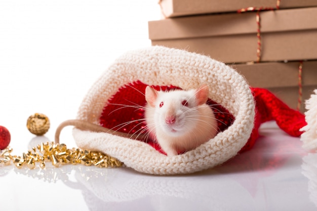Chiński szczęśliwego nowego roku szczur 2020. Biały szczur z dekoracjami nowego roku