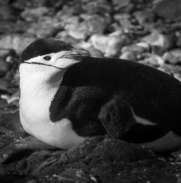 Chinstrap Penguin Paulet wyspa Antarktyda