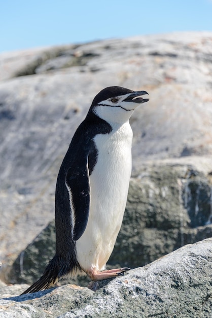 Chinstrap Pingwin Na Plaży W Antarctica Zakończeniu Up