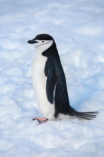 Chinstrap Pingwin Półwysep Antarktyczny Antarktyda