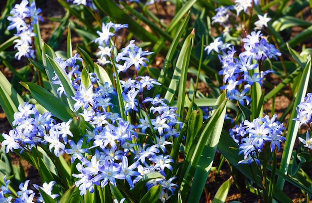 Chionodoxa forbesii niebieskie kwiaty wiosną (zbliżenie)