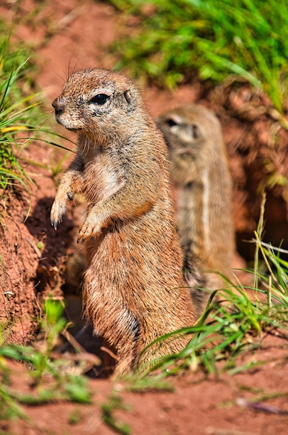 Zdjęcie chipmunk obserwuje środowisko ze swoją rodziną