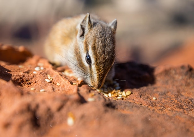 Chipmunk