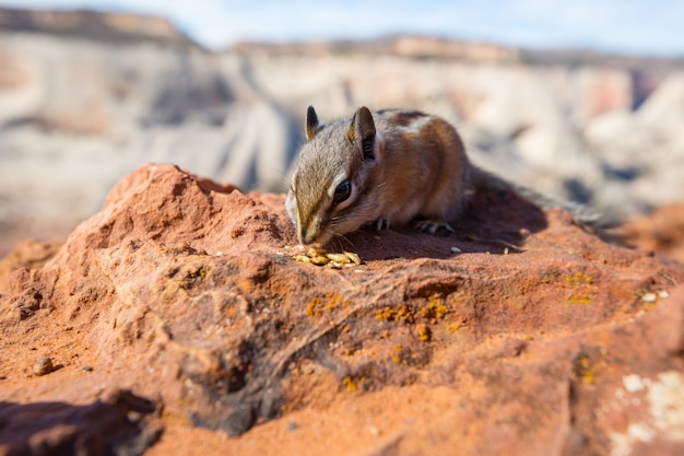 Chipmunk