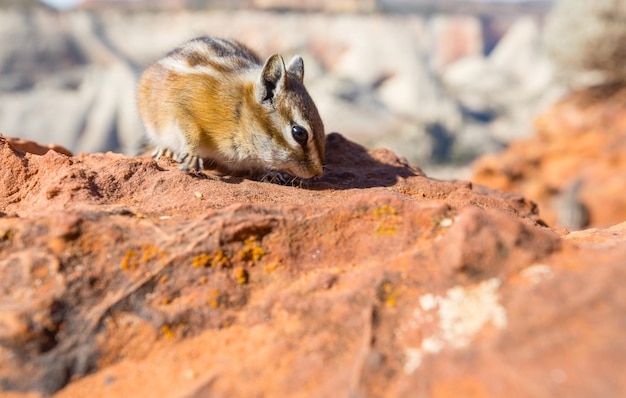 Chipmunk