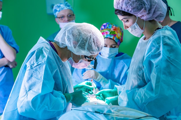 Chirurg I Jego Asystent Wykonujący Operację Plastyczną Nosa W Szpitalnej Sali Operacyjnej. Modelowanie Nosa, Powiększanie. Korekcja Nosa