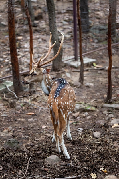 Chital Cheetal Spotted Deer Park Narodowy Jelenia Osi W Tajlandii