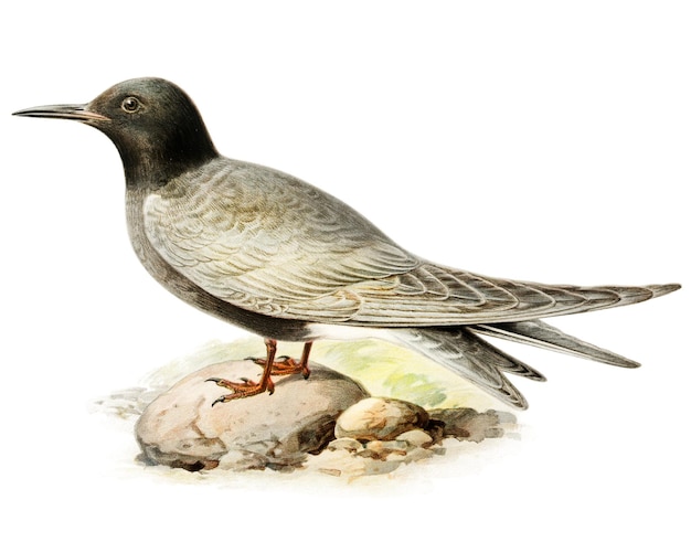 Chlidonias niger vintage ptak png naklejka ręcznie narysowana