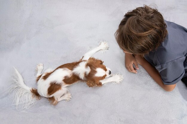 Chłopiec bawi się z psem w domu uroczy szczeniak kawaler król Charles spaniel urocze zwierzę dziecko bawi się ze szczeniakiem