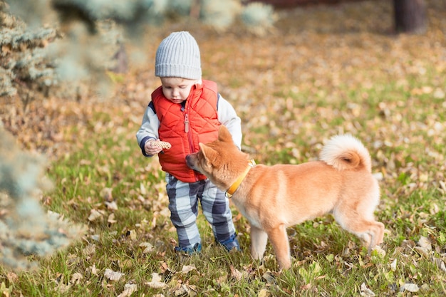 Chłopiec dziecko bawi się ze swoim czerwonym psem na trawniku w jesiennym parku. Shiba inu szczeniak i dziecko to najlepsi przyjaciele, szczęście i beztroska koncepcja dzieciństwa
