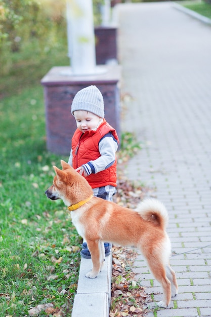 Chłopiec dziecko bawi się ze swoim czerwonym psem na trawniku w jesiennym parku. Shiba inu szczeniak i dziecko to najlepsi przyjaciele, szczęście i beztroska koncepcja dzieciństwa