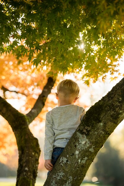 Chłopiec stoi na gałąź w jesień drzewie patrzeje w dół z jaskrawym słońcem migocze przez liści