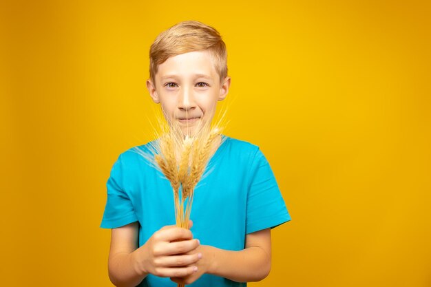 Chłopiec trzyma kłosy pszenicy w dłoniach na żółtym tle