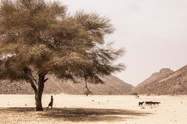 Chłopiec Tuareg pasący kozy na pustyni Sahara pod dużym drzewem, góry Hoggar, Algieria