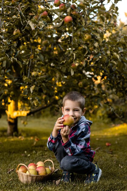 Chłopiec w ogrodzie zbiera jabłka w koszyku dzieciństwo na wsi