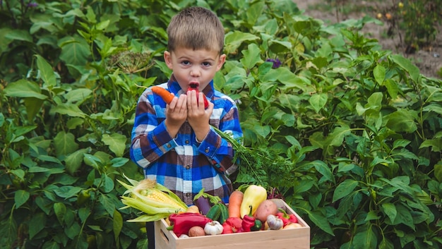 Chłopiec z pudełkiem warzyw w ogródzie