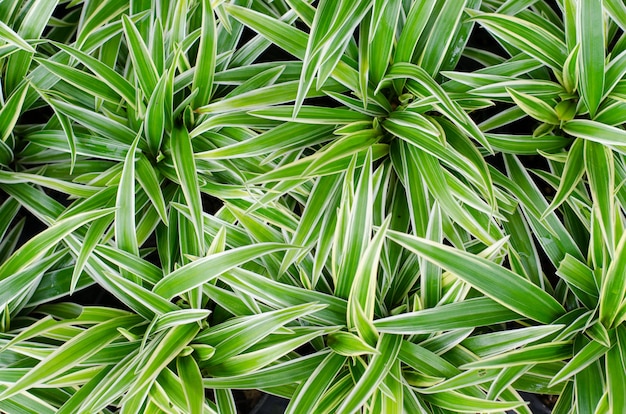 Chlorophytum bichetii (Karrer) Backer.