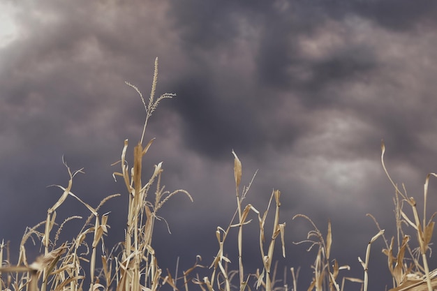 Zdjęcie chmury dymu z pożarów w wyoming i kolorado zmierzają na pola kukurydzy w kolorado.