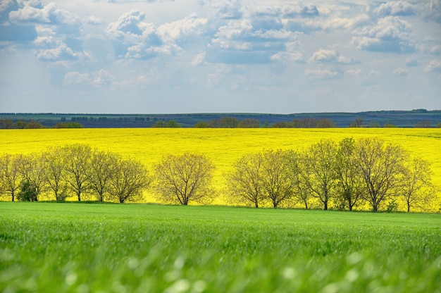 Chmury na błękitnym niebie nad polami uprawnymi