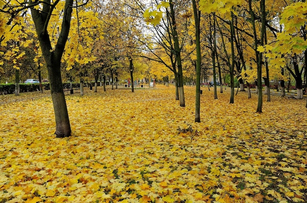 Chodnik i trawnik usiane są żółtymi jesiennymi liśćmi klonu