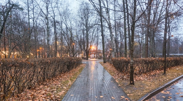 chodnik w parku jesieni w deszczu płytek między krzewami