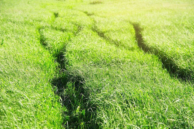 Zdjęcie chodnik w polu letnim. naturalne tło