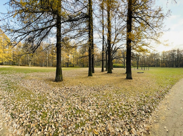 Chodnik w publicznym parku jesienią w słoneczny dzień drzewa ze złotymi liśćmi zielona trawa panorama ...