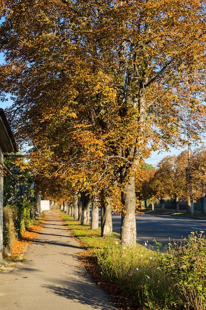 Chodnik z kasztanami jesienią