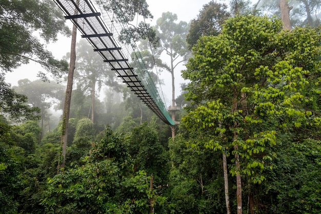 Chodnik z koronami drzew w głównej dżungli Danum Valley Lahad Datu Sabah Borneo Malezja