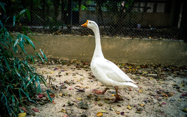 chodzące kaczki po parku w Zoo Kathmandu Nepal