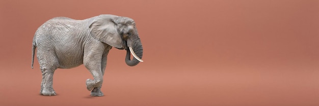 Chodzący słoń na białym tle słonia afrykańskiego na jednolitym tle zdjęcie słonia clo