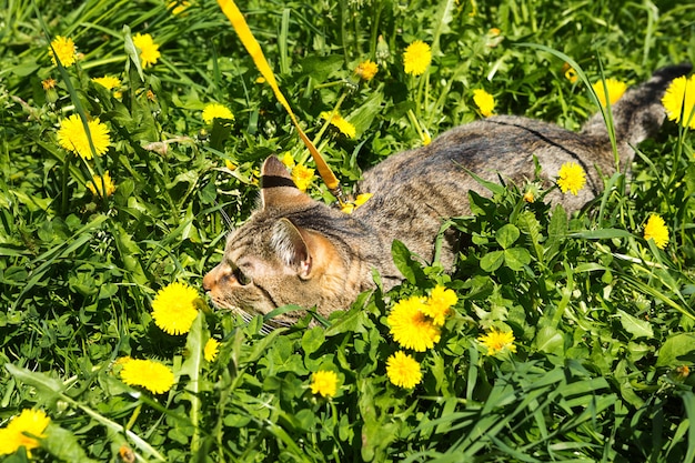 Chodzenie Kota Domowego Na żółtej Uprzęży. Kot Pręgowany Boi Się Przebywania Na świeżym Powietrzu, Chowa Się W Trawie Z Dmuchawcami, Naciska Na Uszy. Uczenie Zwierzaka Chodzenia