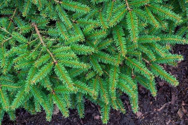 Choinka na zewnątrz świerk oddział z bliska naturalne zielone tło miejsce na tekst