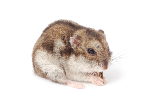 chomik