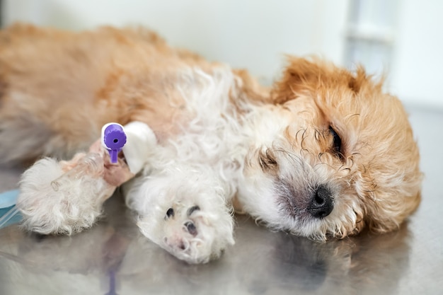 Chore Szczenię Maltipoo Leży Na Stole W Klinice Weterynaryjnej Z Cewnikiem W łapie