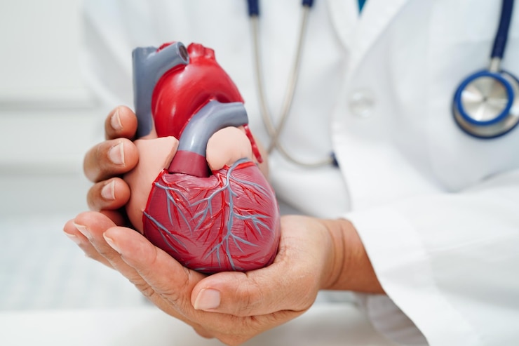 Zdjęcie choroba sercowo-naczyniowa lekarz cvd z ludzkim modelem anatomii serca do leczenia pacjenta w szpitalu