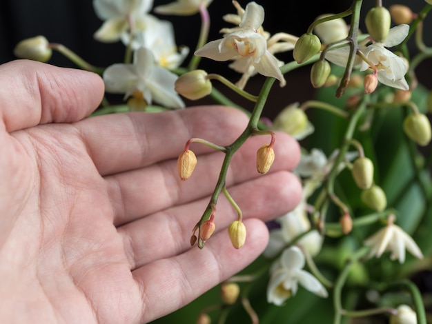 Zdjęcie choroba storczyków. suszenie i opadanie młodych pąków w orchidei