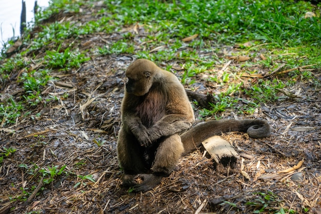 Chorongo Monkey w Amazonii w Ekwadorze, Ameryka Południowa