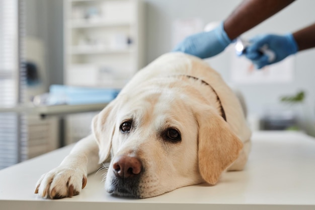 Chory młody labrador leżący na białym stole medycznym i patrzący na kamerę