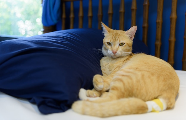Chory żółty kot z bandażem na spoczynku w sypialni