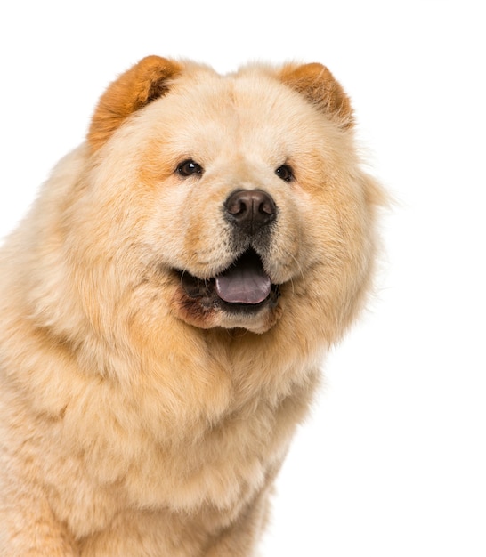 Chow Chow przed białym tłem