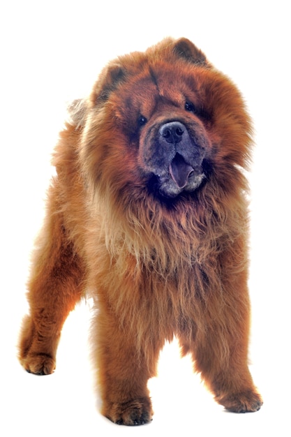 Chow-chow