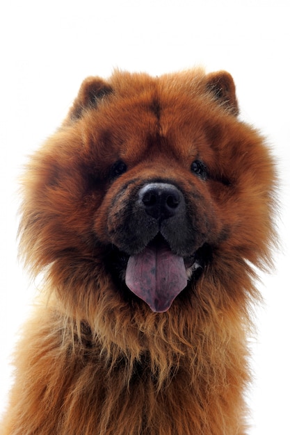 Chow-chow