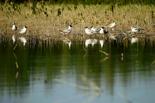 Chroicocephalus ridibundus - Mewa śmiejąca się to gatunek ptaka z rodziny larwowatych z rodziny Laridae