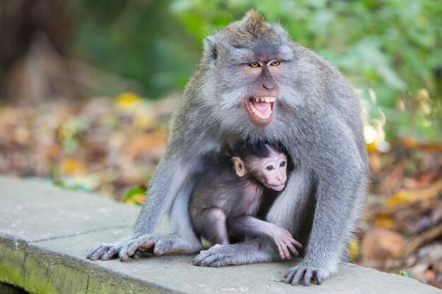 Zdjęcie chroniąca matka chroni swoje dziecko w monkey forest ubud bali indonezja