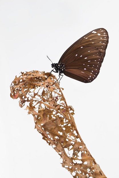 Zdjęcie chrysalis butterfly wiszące na liściu