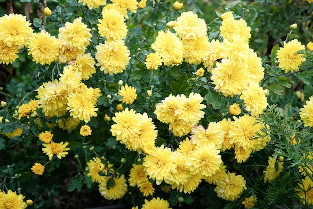 Chrysanthemum grandiflorum żółte kwiaty Mamusie rosnące w jesiennym ogrodzie