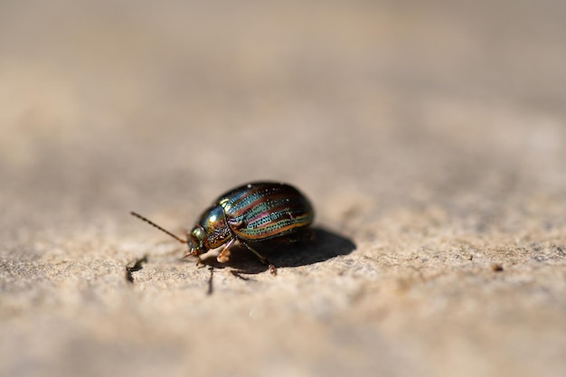 Chrysolina americana owad lub chrząszcz rozmarynowy idący bokiem w lewo przez glinianą ziemię