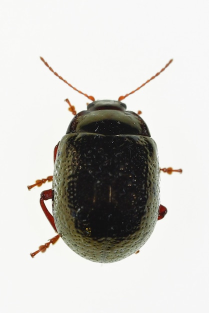 Chrysolina bankii to chrząszcz z rodziny Chrysomelidae